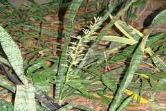 Sansevieria trifasciata